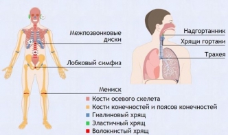 Интерактивные курсы. Биология 9 класс. Базовый. - fgospostavki.ru - Артёмовский