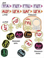 Модель-аппликация Биосинтез белка - fgospostavki.ru - Артёмовский