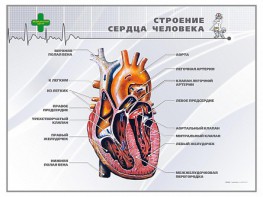 Стенд "Строение сердца человека" - fgospostavki.ru - Артёмовский