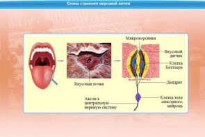 Интерактивные курсы. Биология 10 класс. Расширенный. - fgospostavki.ru - Артёмовский