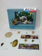Коллекция "Раковины моллюсков" - fgospostavki.ru - Артёмовский