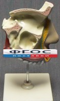 Модель "Разрез носоглотки" - fgospostavki.ru - Артёмовский