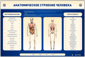Электрифицированный стенд-тренажер c макетом скелета "Анатомическое строение человека" - fgospostavki.ru - Артёмовский