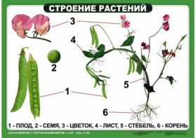 Комплект таблиц "Ознакомление с окружающим миром 1-4 класс" - fgospostavki.ru - Артёмовский