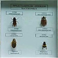 Коллекция энтомологическая "Представители отряда насекомых" - fgospostavki.ru - Артёмовский