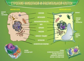 Стенд "Строение животной и растительной клеток" - fgospostavki.ru - Артёмовский