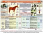 Комплект плакатов "Служебное коневодство" - fgospostavki.ru - Артёмовский