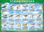 Комплект таблиц "Птицы России (4 листа)" (100х140 сантиметров, винил) - fgospostavki.ru - Артёмовский
