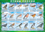 Комплект таблиц "Птицы России (4 листа)" (100х140 сантиметров, винил) - fgospostavki.ru - Артёмовский