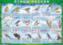 Комплект таблиц "Птицы России (4 листа)" (100х140 сантиметров, винил) - fgospostavki.ru - Артёмовский