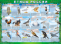Комплект таблиц "Птицы России (4 листа)" (100х140 сантиметров, винил) - fgospostavki.ru - Артёмовский