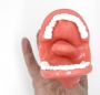 Муляж рта (мини) - fgospostavki.ru - Артёмовский