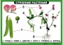 Комплект таблиц "Ознакомление с окружающим миром 1-4 класс" - fgospostavki.ru - Артёмовский